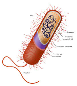 Prokaryote_cell.1svg